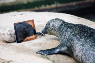 Female harbour seal Sija gazes at her seal lover Babyface on an iPad through the FaceTime app.