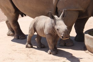 A white rhino calf named Kamari debuts in the Taronga Zoo in Sydney, Australia.