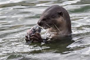 An otter snacks on fish at the Marina Bay reservoir in Singapore.