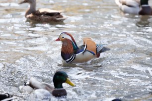 Rare Mandarin duck inside Central Park.