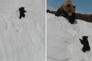 Baby bear climbs a mountain with his mom