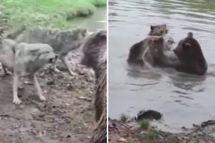 Bears Attack and Eat Wolf