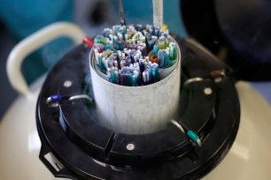 An embryologist pulls out of the dewar with liquid nitrogen straws with frozen embryos and egg cells.