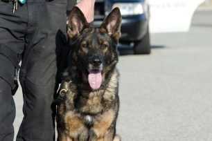 A police dog