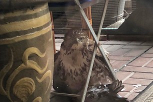 An eagle that was rescued by NYPD officers.