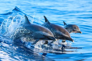 Dolphins in the ocean.