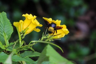 Megachile Pluto, also known as Wallace's Giant Bee