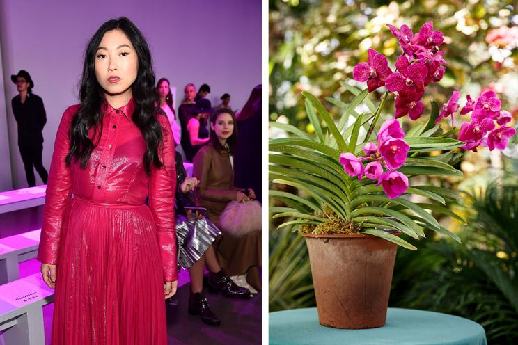 This year the New York Botanical Garden decided to name an orchid, and in honor of Crazy Rich Asians they named this plant Vanda Awkwafina.