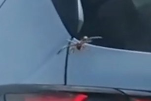 Giant spider sneaks into car