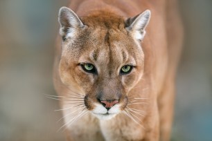 A cougar