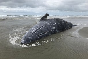 A stranded dead gray whale is pictured at Leadbetter Point State Park in Washington.