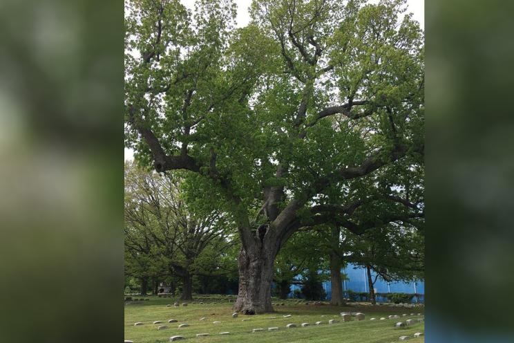 Salem Oak Tree