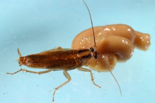 A German cockroach feeds on an insecticide in the laboratory portion of a Purdue University study.