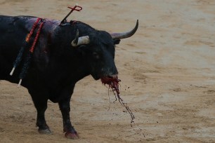 Blood gushes from a bull after Spanish bullfighter Pablo Aguado drove the sword into it during a bullfight at the San Fermin festival in Pamplona, Spain
