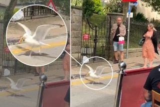 Hilarious play-by-play as seagull swipes sandwich out of man’s hand