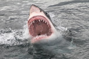 A great white shark