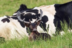 The confused deer that’s been spotted grazing in the British countryside.