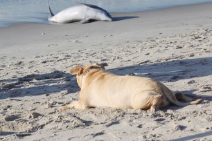 'Sensitive' blind dog tries to help beached dolphin on Rockaway Beach