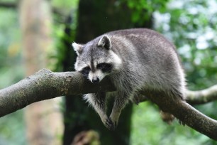 A raccoon laying on a branch.