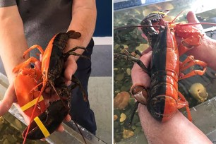 A rare Maine lobster.