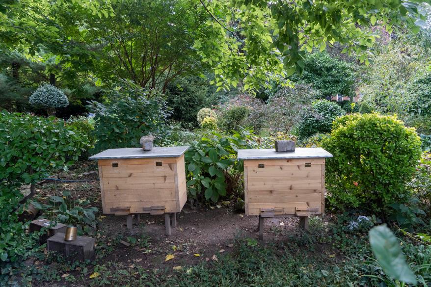 A pair of honeybess hives seen in Bruce’s Garden at Inwood, New York