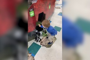 Kid fights spider