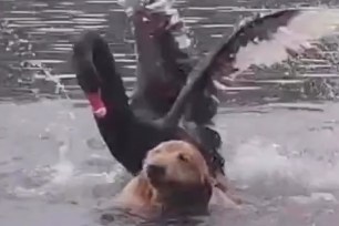 Black swan bullies golden retriever out of lake