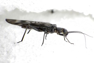 A side view of a recently emerged adult female western glacier stonefly from below Grinnell Glacier in Glacier National Park, Mont.