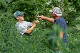 Jeff Dennings, left, and Dave Crabill, industrial hemp farmers, check plants at their farm in Clayton Township, Mich.