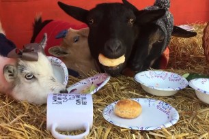 Watch these goats gobble up Thanksgiving feast