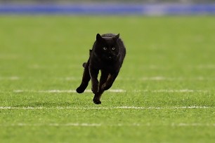 A black cat runs on the field during the second quarter of the New York Giants and Dallas Cowboys game.