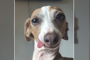 Goofy greyhound's cheerful expressions will steal your heart