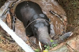 Ingenious elephant rescue uses water to save the day