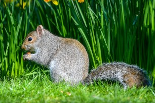 A squirrel.