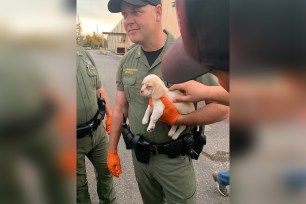 The owner of this small puppy was caught shoplifting at an area Bass Pro Shops with the puppy in hand