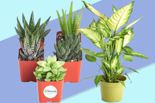 Amazon Plants Sale