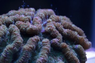 Ridged cactus coral