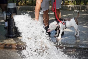 A puppy takes a drink from an open fire hydrant off of River Avenue in the Bronx, New York on June 23, 2020.