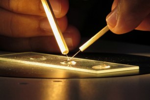 A lab technician, Nhek Sreynik works dissecting mosquitoes, in a lab at Kompong Speu Province, in Cambodia.