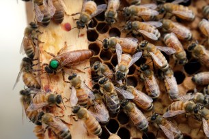 The queen bee (marked in green) and worker bees move around a hive at the Veterans Affairs in Manchester, NH.