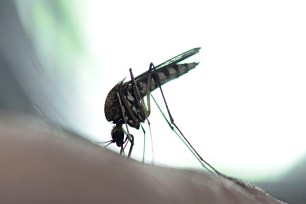 A mosquito (Culex) in close-up
