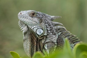 The green iguana is an invasive animal in Florida and are numerous in the Florida Keys.