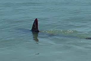 A shark scene at Rockaway Beach in Queens.