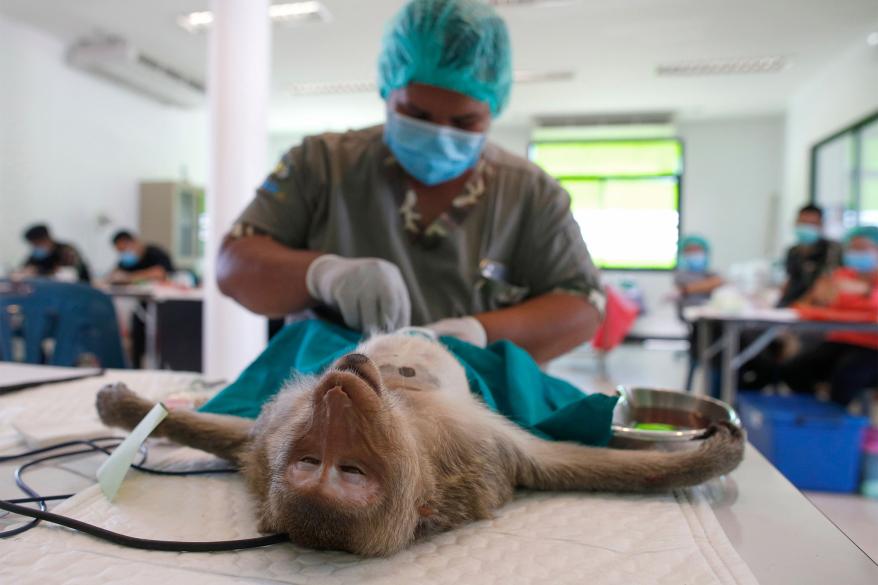 A Thai veterinarian sterilizes an unconscious monkey at the Monkey's Hospital in Lopburi province, Thailand.