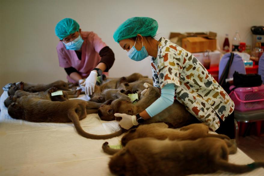 Monkeys are sedated as they recover after a sterilization procedure.