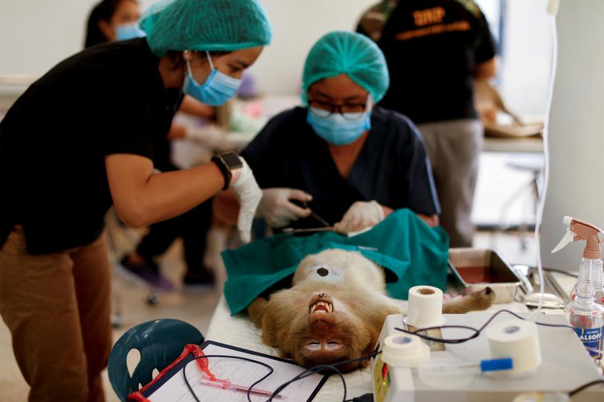 Monkeys are sedated as they recover after a sterilization procedure.