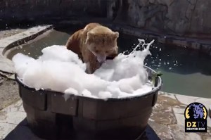 Tundra enjoying a relaxing bathing session.