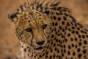 Cheetah with ear tag.