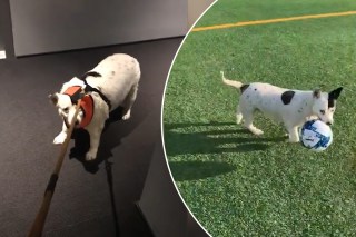 Doughy dog sees dramatic weight loss after personal trainer adoption