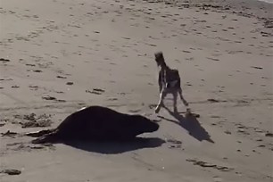 A young seal is intimidated by a frisky dog at Rockaway Beach, Queens.